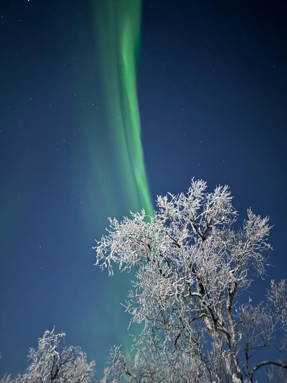 Trivelig Hytte I Senja. Exteriér fotografie